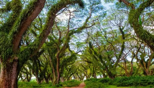 wisata di Banyuwangi