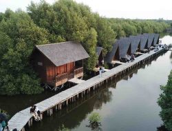 Wisata Alam Mangrove Angke Kapuk: Healing di Tengah Hijaunya Hutan Bakau Jakarta