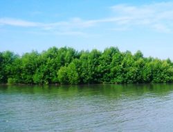 Pantai Muara Gembong: Permata Tersembunyi di Ujung Utara Bekasi