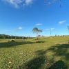 Taman Wisata Bukit Kebo: Padang Rumput Unik dengan Kerbau Berkeliaran Bebas di Balikpapan