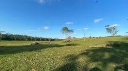 Taman Wisata Bukit Kebo: Padang Rumput Unik dengan Kerbau Berkeliaran Bebas di Balikpapan