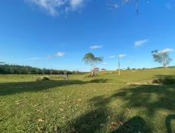 Taman Wisata Bukit Kebo: Padang Rumput Unik dengan Kerbau Berkeliaran Bebas di Balikpapan